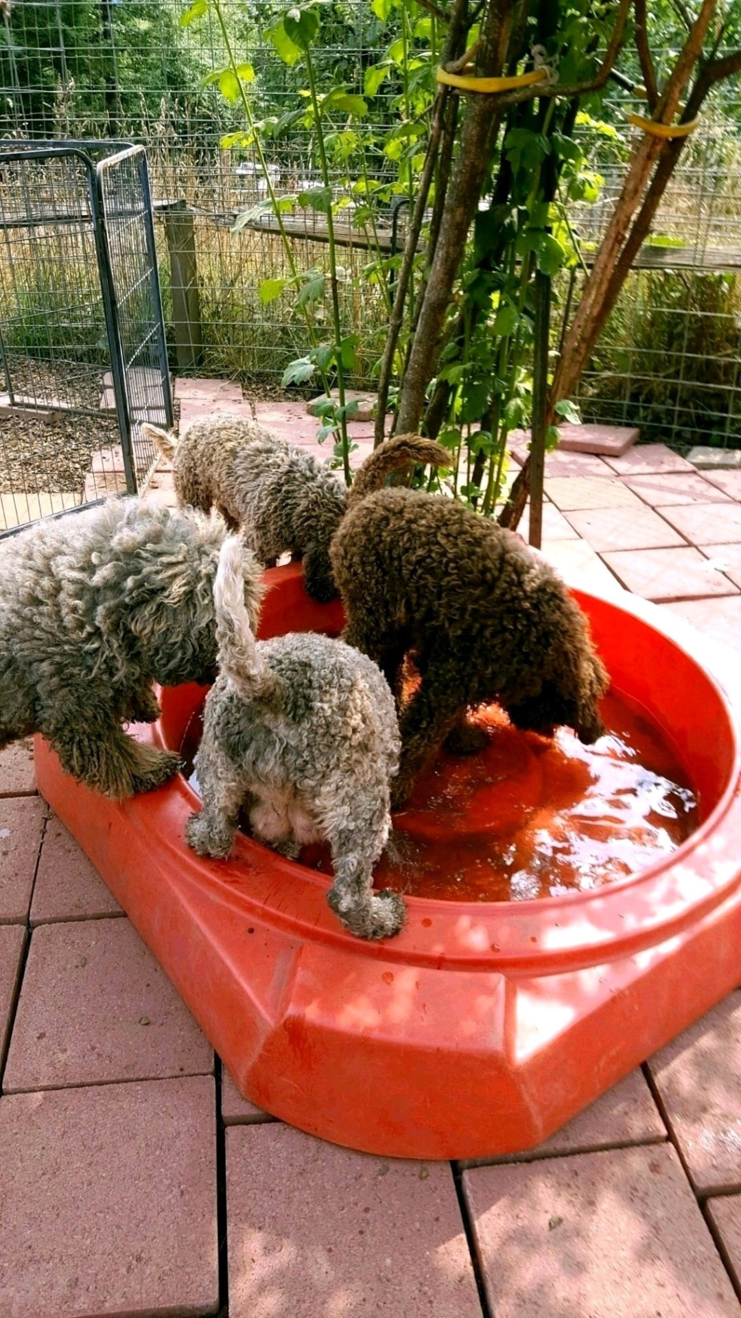 Lagotto puppies splashing together in a shallow red pool