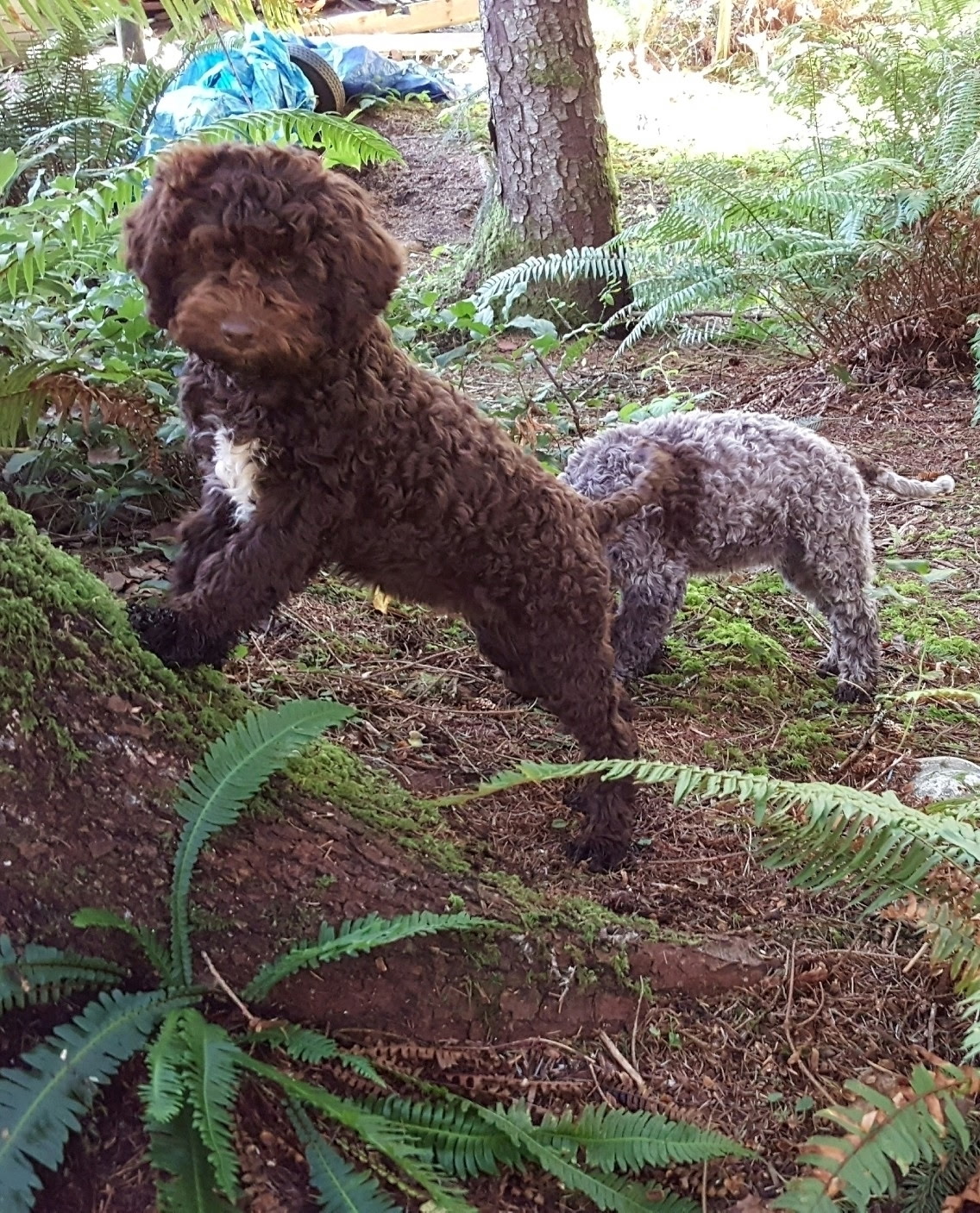 Two young Lagottos exploring ferns and moss in the forest
