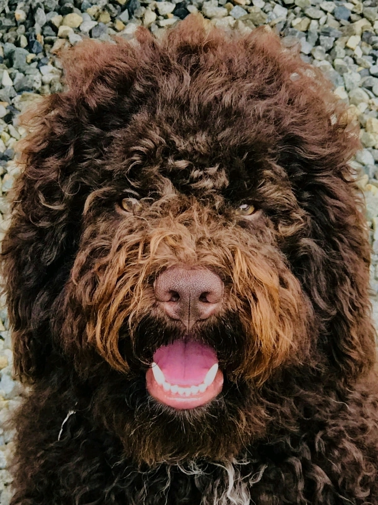 Close-up of a brown curly-coated Lagotto